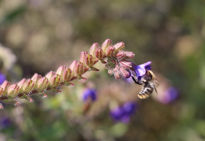Wildbiene in Blume