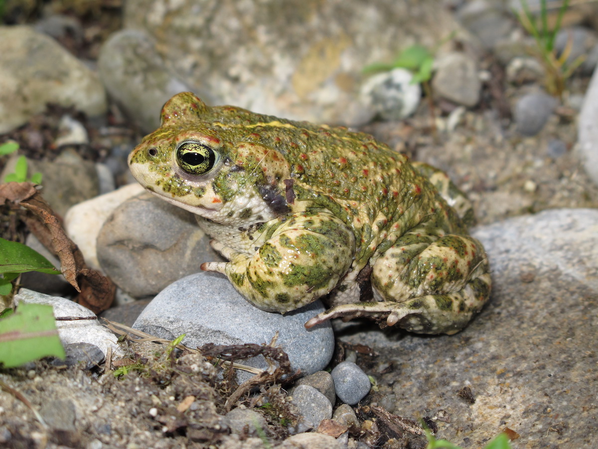 Natur in der Kiesgrube